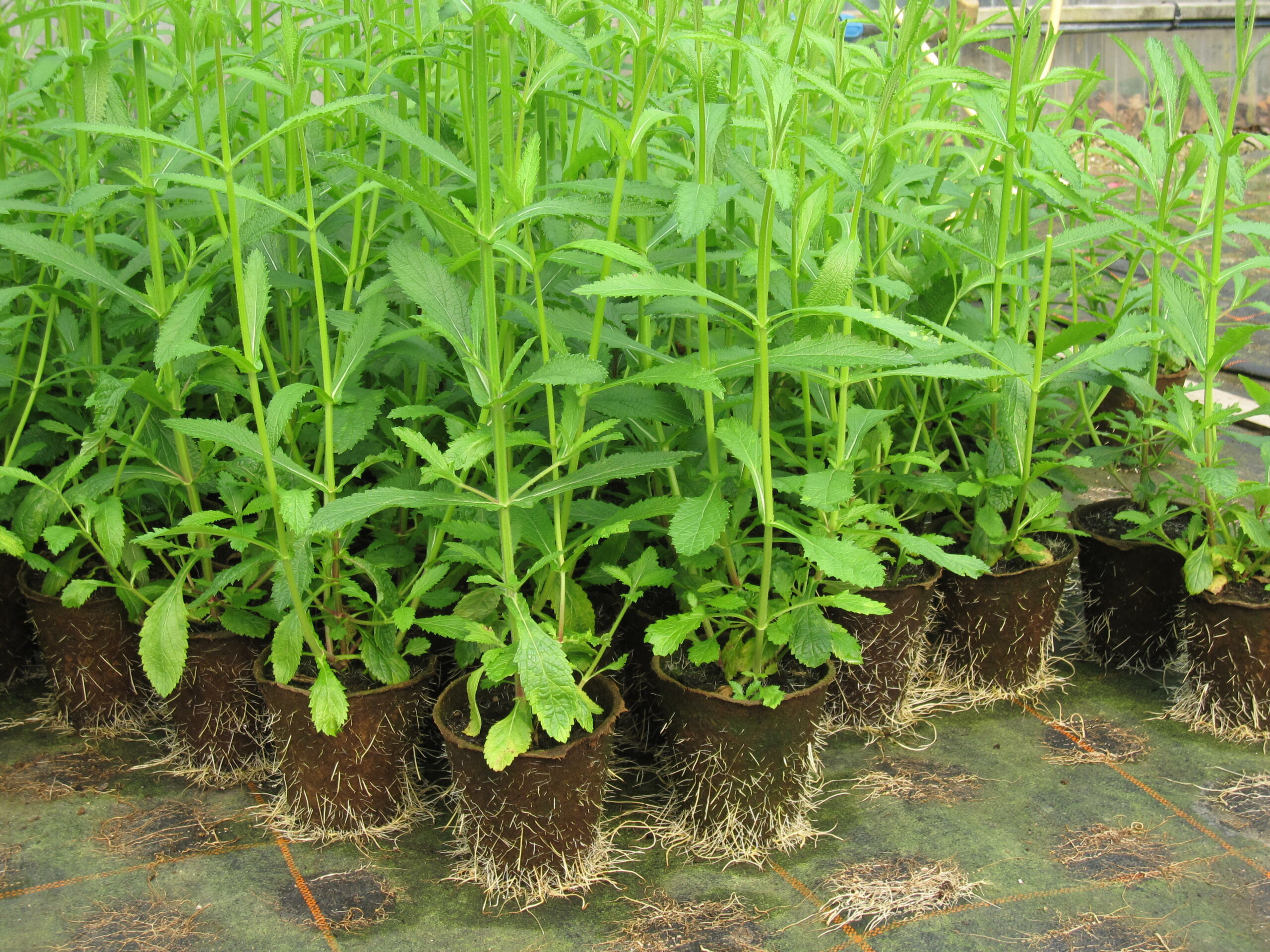 FERTILPOT round Ø 8 x 8 erg - Image 2